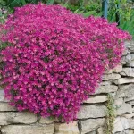Casa si Gradina - Gradinarit si plante - Plante si ghivece - Plante in ghiveci - Aubrieta rose queen mixt, H 20 cm - Infinity.ro