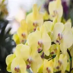 Casa si Gradina - Gradinarit si plante - Plante si ghivece - Plante in ghiveci - Phalaenopsis elegant galben, H 40-50 cm - Infinity.ro