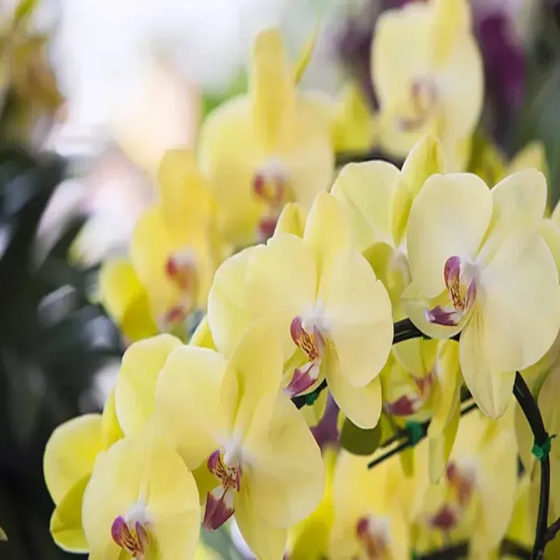 Casa si Gradina - Gradinarit si plante - Plante si ghivece - Plante in ghiveci - Phalaenopsis elegant galben, H 40-50 cm - Infinity.ro