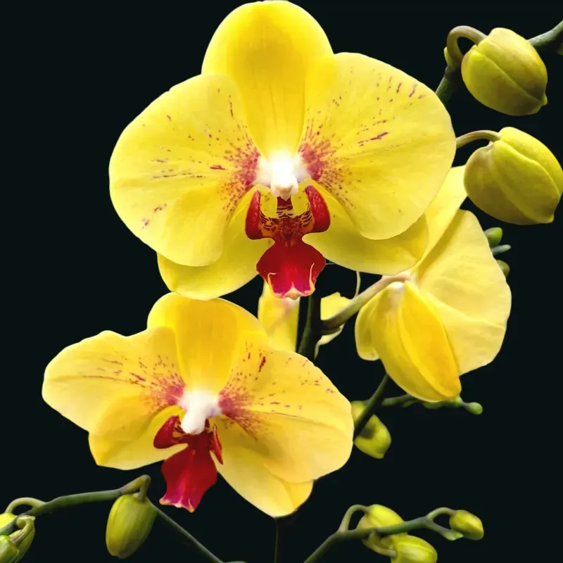 Casa si Gradina - Gradinarit si plante - Plante si ghivece - Plante in ghiveci - Phalaenopsis elegant galben, H 40-50 cm - Infinity.ro