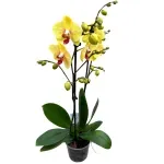 Casa si Gradina - Gradinarit si plante - Plante si ghivece - Plante in ghiveci - Phalaenopsis elegant galben, H 40-50 cm - Infinity.ro