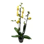 Casa si Gradina - Gradinarit si plante - Plante si ghivece - Plante in ghiveci - Phalaenopsis elegant galben, H 40-50 cm - Infinity.ro