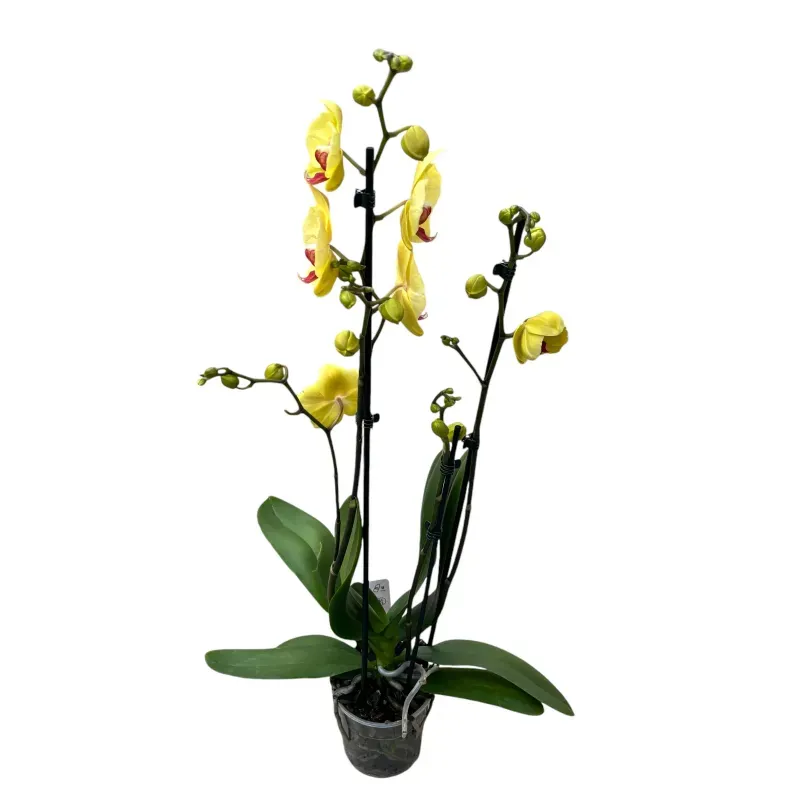 Casa si Gradina - Gradinarit si plante - Plante si ghivece - Plante in ghiveci - Phalaenopsis elegant galben, H 40-50 cm - Infinity.ro