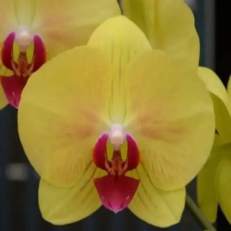 Casa si Gradina - Gradinarit si plante - Plante si ghivece - Plante in ghiveci - Phalaenopsis elegant galben, H 40-50 cm - Infinity.ro