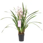 Casa si Gradina - Gradinarit si plante - Plante si ghivece - Plante in ghiveci - Orhidee naturala Cymbidium, alb-roz 70 cm - Infinity.ro
