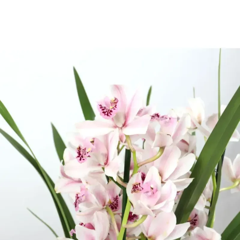 Casa si Gradina - Gradinarit si plante - Plante si ghivece - Plante in ghiveci - Orhidee naturala Cymbidium, alb-roz 70 cm - Infinity.ro