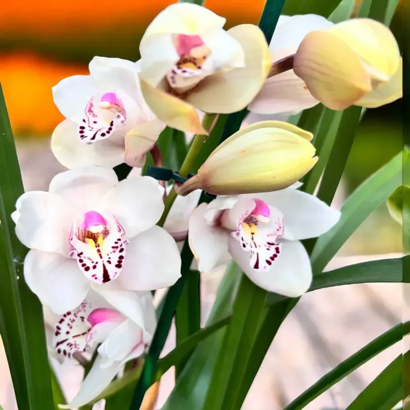 Casa si Gradina - Gradinarit si plante - Plante si ghivece - Plante in ghiveci - Orhidee naturala Cymbidium, alb-roz 70 cm - Infinity.ro