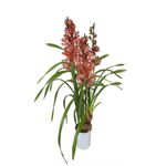 Casa si Gradina - Gradinarit si plante - Plante si ghivece - Plante in ghiveci - Cymbidium orhidee naturala, visiniu 70 cm - Infinity.ro