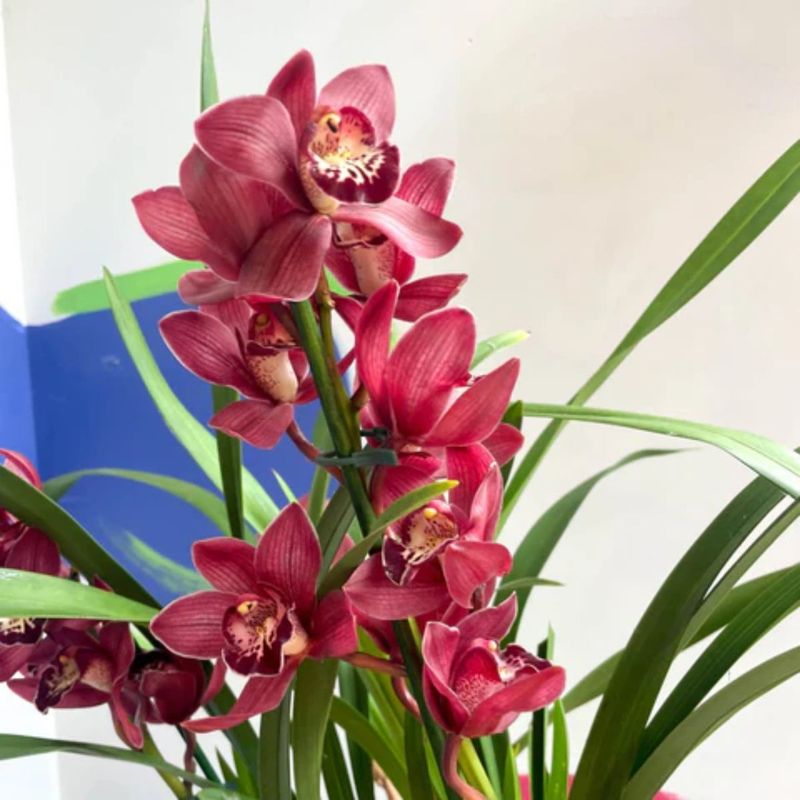 Casa si Gradina - Gradinarit si plante - Plante si ghivece - Plante in ghiveci - Cymbidium orhidee naturala, visiniu 70 cm - Infinity.ro