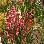 Casa si Gradina - Gradinarit si plante - Plante si ghivece - Plante in ghiveci - Cymbidium orhidee naturala, visiniu 70 cm - Infinity.ro