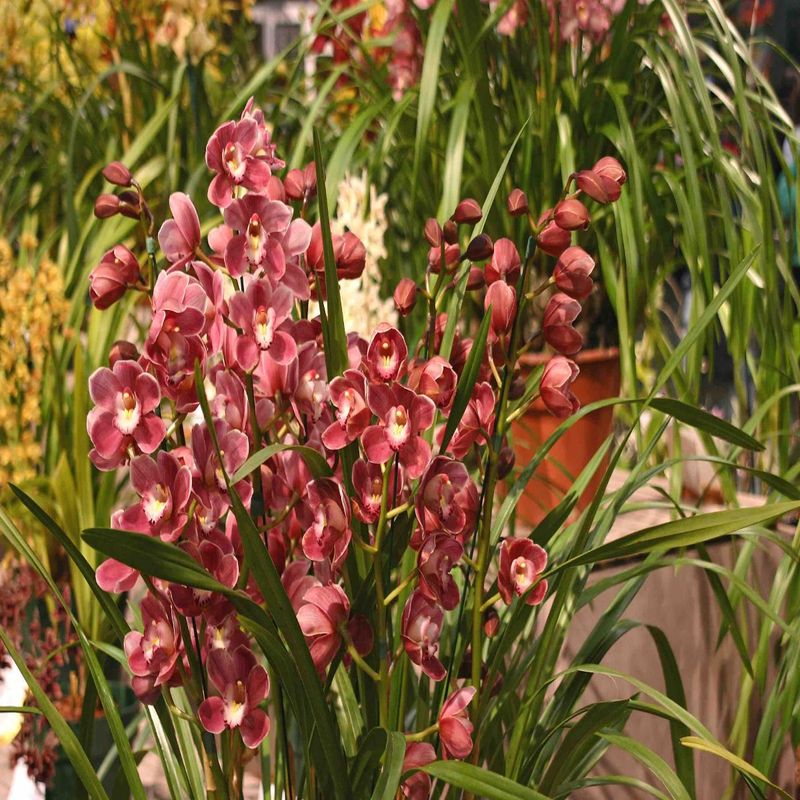 Casa si Gradina - Gradinarit si plante - Plante si ghivece - Plante in ghiveci - Cymbidium orhidee naturala, visiniu 70 cm - Infinity.ro