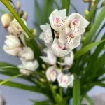 Casa si Gradina - Gradinarit si plante - Plante si ghivece - Plante in ghiveci - Orhidee naturala Cymbidium, alb-roz 70 cm - Infinity.ro