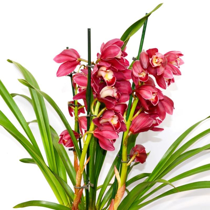 Casa si Gradina - Gradinarit si plante - Plante si ghivece - Plante in ghiveci - Cymbidium orhidee naturala, visiniu 70 cm - Infinity.ro