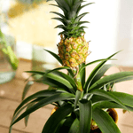 Casa si Gradina - Gradinarit si plante - Plante si ghivece - Plante in ghiveci - Ananas corona Serafina, H 40 cm - Infinity.ro