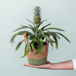 Casa si Gradina - Gradinarit si plante - Plante si ghivece - Plante in ghiveci - Ananas corona Serafina, H 40 cm - Infinity.ro