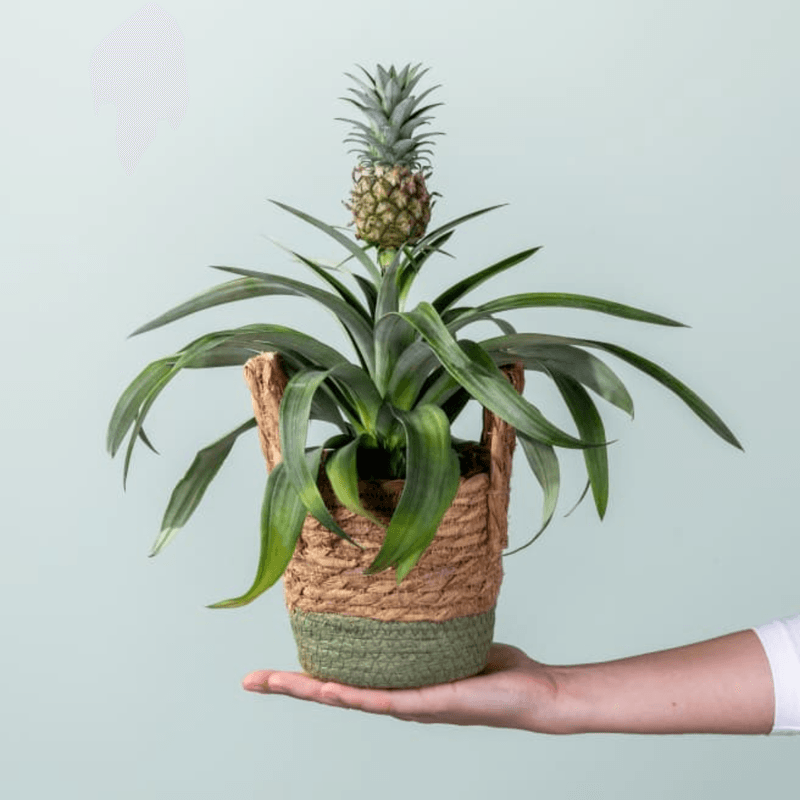 Casa si Gradina - Gradinarit si plante - Plante si ghivece - Plante in ghiveci - Ananas corona Serafina, H 40 cm - Infinity.ro