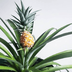 Casa si Gradina - Gradinarit si plante - Plante si ghivece - Plante in ghiveci - Ananas corona Serafina, H 40 cm - Infinity.ro