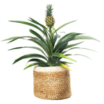 Casa si Gradina - Gradinarit si plante - Plante si ghivece - Plante in ghiveci - Ananas corona Serafina, H 40 cm - Infinity.ro