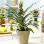 Casa si Gradina - Gradinarit si plante - Plante si ghivece - Plante in ghiveci - Ananas corona Serafina, H 40 cm - Infinity.ro