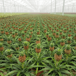 Casa si Gradina - Gradinarit si plante - Plante si ghivece - Plante in ghiveci - Ananas corona Serafina, H 40 cm - Infinity.ro