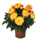 Casa si Gradina - Gradinarit si plante - Plante si ghivece - Plante in ghiveci - Chrysanthemum Serafina mix, H 40 cm - Infinity.ro
