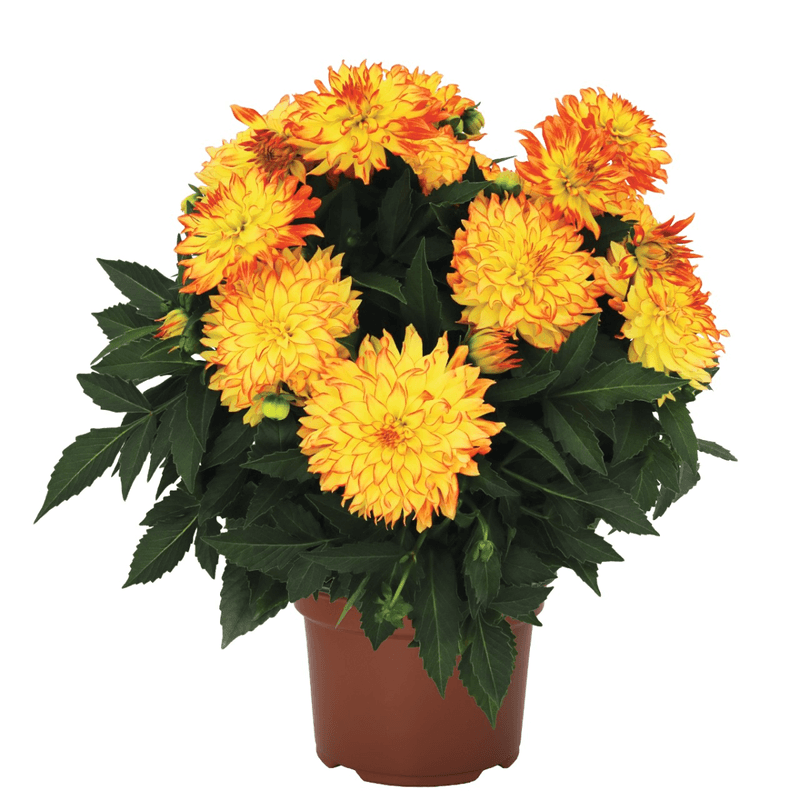Casa si Gradina - Gradinarit si plante - Plante si ghivece - Plante in ghiveci - Chrysanthemum Serafina mix, H 40 cm - Infinity.ro