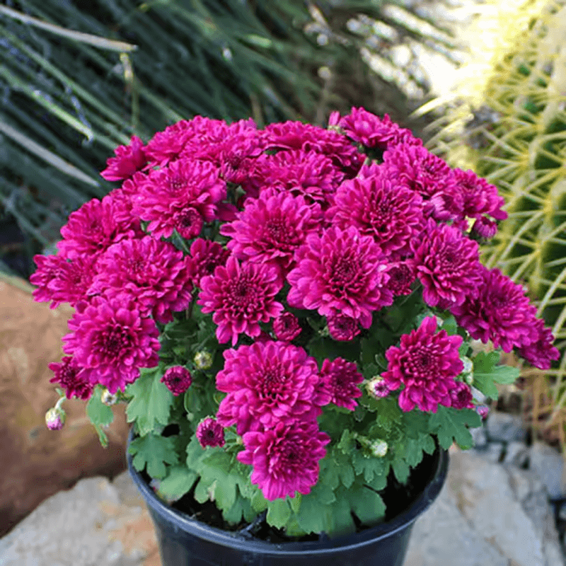 Casa si Gradina - Gradinarit si plante - Plante si ghivece - Plante in ghiveci - Chrysanthemum Serafina mix, H 40 cm - Infinity.ro
