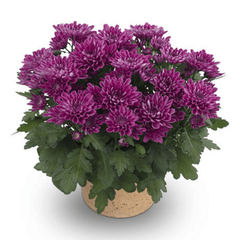Casa si Gradina - Gradinarit si plante - Plante si ghivece - Plante in ghiveci - Chrysanthemum Serafina mix, H 40 cm - Infinity.ro