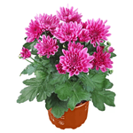 Casa si Gradina - Gradinarit si plante - Plante si ghivece - Plante in ghiveci - Chrysanthemum Serafina mix, H 40 cm - Infinity.ro