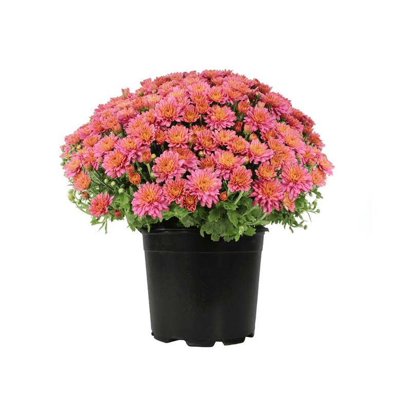 Casa si Gradina - Gradinarit si plante - Plante si ghivece - Plante in ghiveci - Chrysanthemum Serafina mix, H 40 cm - Infinity.ro