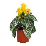 Casa si Gradina - Gradinarit si plante - Plante si ghivece - Plante in ghiveci - Aphelandra squarrosa, planta zebra, H 35 cm - Infinity.ro