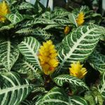 Casa si Gradina - Gradinarit si plante - Plante si ghivece - Plante in ghiveci - Aphelandra squarrosa, planta zebra, H 35 cm - Infinity.ro