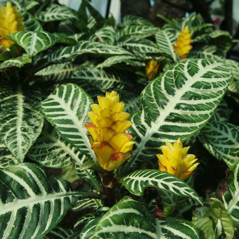 Casa si Gradina - Gradinarit si plante - Plante si ghivece - Plante in ghiveci - Aphelandra squarrosa, planta zebra, H 35 cm - Infinity.ro