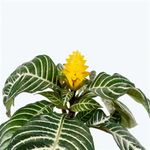 Casa si Gradina - Gradinarit si plante - Plante si ghivece - Plante in ghiveci - Aphelandra squarrosa, planta zebra, H 35 cm - Infinity.ro