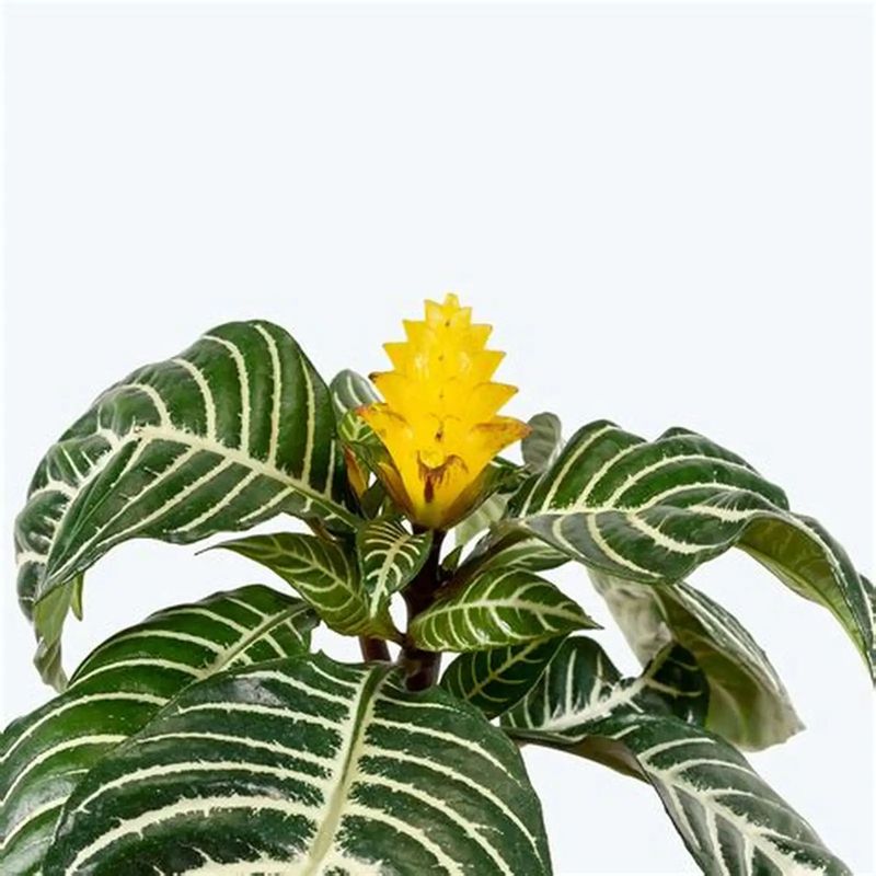Casa si Gradina - Gradinarit si plante - Plante si ghivece - Plante in ghiveci - Aphelandra squarrosa, planta zebra, H 35 cm - Infinity.ro