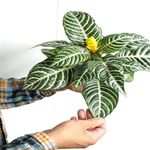 Casa si Gradina - Gradinarit si plante - Plante si ghivece - Plante in ghiveci - Aphelandra squarrosa, planta zebra, H 35 cm - Infinity.ro