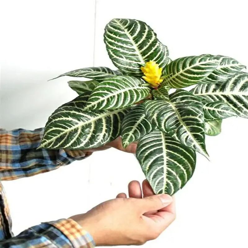 Casa si Gradina - Gradinarit si plante - Plante si ghivece - Plante in ghiveci - Aphelandra squarrosa, planta zebra, H 35 cm - Infinity.ro