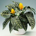Casa si Gradina - Gradinarit si plante - Plante si ghivece - Plante in ghiveci - Aphelandra squarrosa, planta zebra, H 35 cm - Infinity.ro