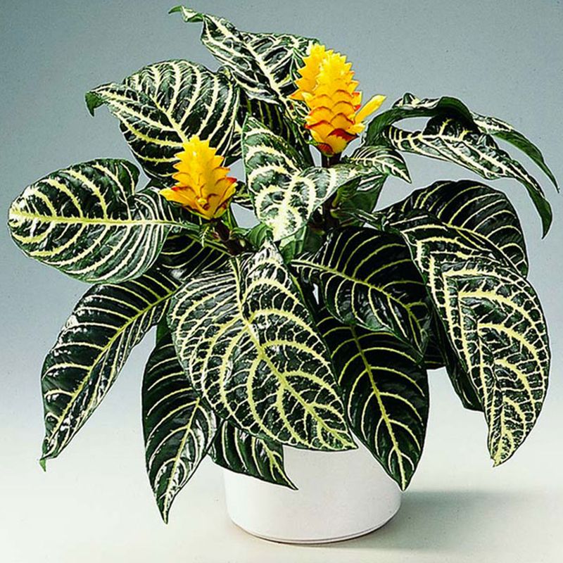 Casa si Gradina - Gradinarit si plante - Plante si ghivece - Plante in ghiveci - Aphelandra squarrosa, planta zebra, H 35 cm - Infinity.ro