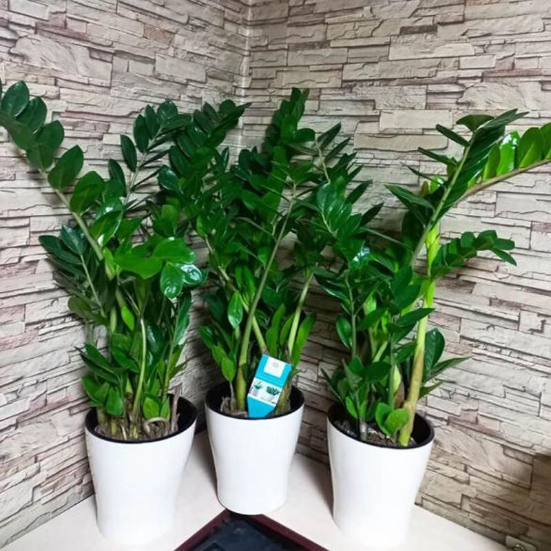 Casa si Gradina - Gradinarit si plante - Plante si ghivece - Plante in ghiveci - Zamioculcas zamiifolia, H 80 cm - Infinity.ro