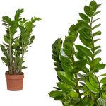 Casa si Gradina - Gradinarit si plante - Plante si ghivece - Plante in ghiveci - Zamioculcas zamiifolia, H 80 cm - Infinity.ro