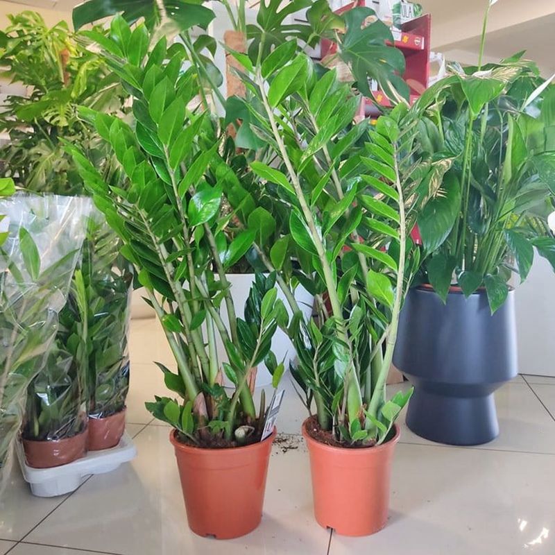 Casa si Gradina - Gradinarit si plante - Plante si ghivece - Plante in ghiveci - Zamioculcas zamiifolia, H 80 cm - Infinity.ro