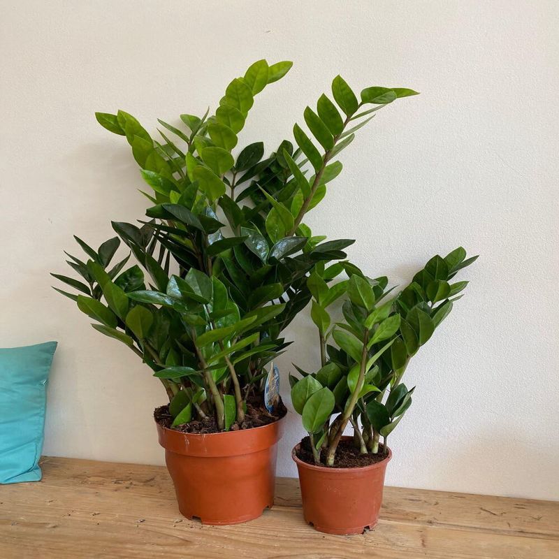 Casa si Gradina - Gradinarit si plante - Plante si ghivece - Plante in ghiveci - Zamioculcas zamiifolia, H 80 cm - Infinity.ro