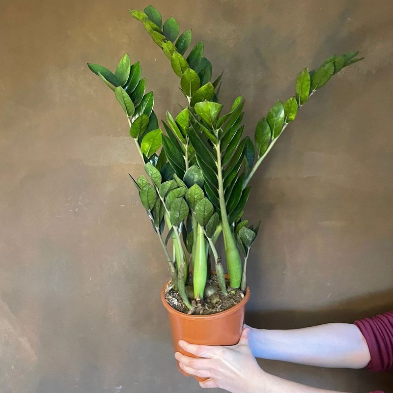 Casa si Gradina - Gradinarit si plante - Plante si ghivece - Plante in ghiveci - Zamioculcas zamiifolia, H 80 cm - Infinity.ro