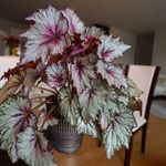 Casa si Gradina - Gradinarit si plante - Plante si ghivece - Plante in ghiveci - Begonia rex Serafina, H 35 cm - Infinity.ro