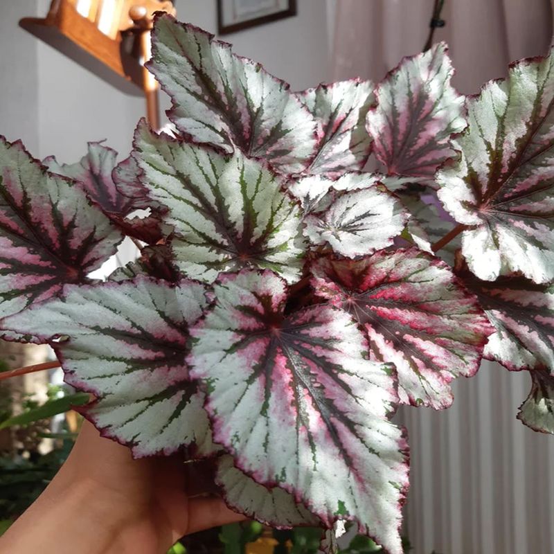 Casa si Gradina - Gradinarit si plante - Plante si ghivece - Plante in ghiveci - Begonia rex Serafina, H 35 cm - Infinity.ro