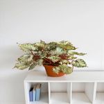 Casa si Gradina - Gradinarit si plante - Plante si ghivece - Plante in ghiveci - Begonia rex Serafina, H 35 cm - Infinity.ro
