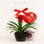 Casa si Gradina - Gradinarit si plante - Plante si ghivece - Plante in ghiveci - Cadoul special pentru ea - Infinity.ro