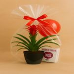 Casa si Gradina - Gradinarit si plante - Plante si ghivece - Plante in ghiveci - Cadoul special pentru ea - Infinity.ro