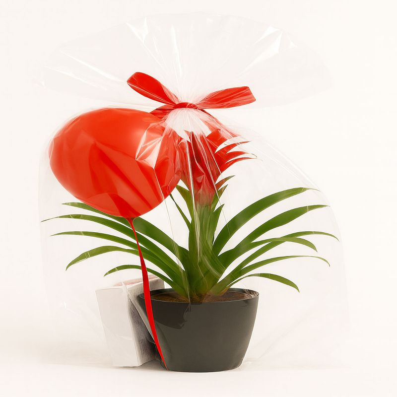 Casa si Gradina - Gradinarit si plante - Plante si ghivece - Plante in ghiveci - Cadoul special pentru ea - Infinity.ro